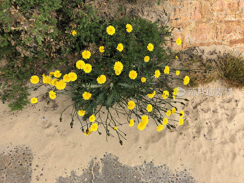 猫耳草(Hypochoeris radicata)的黄色野花/杂草生长在沙滩上的沙子/岩石上，叶子类似蒲公英，野生动物园里海边植物的开花茎靠近咸海风和带刺的金雀花